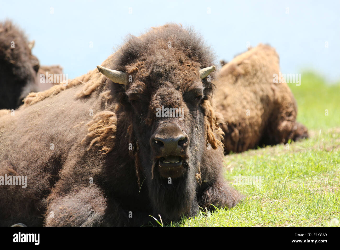 Bison laying in a field Stock Photo
