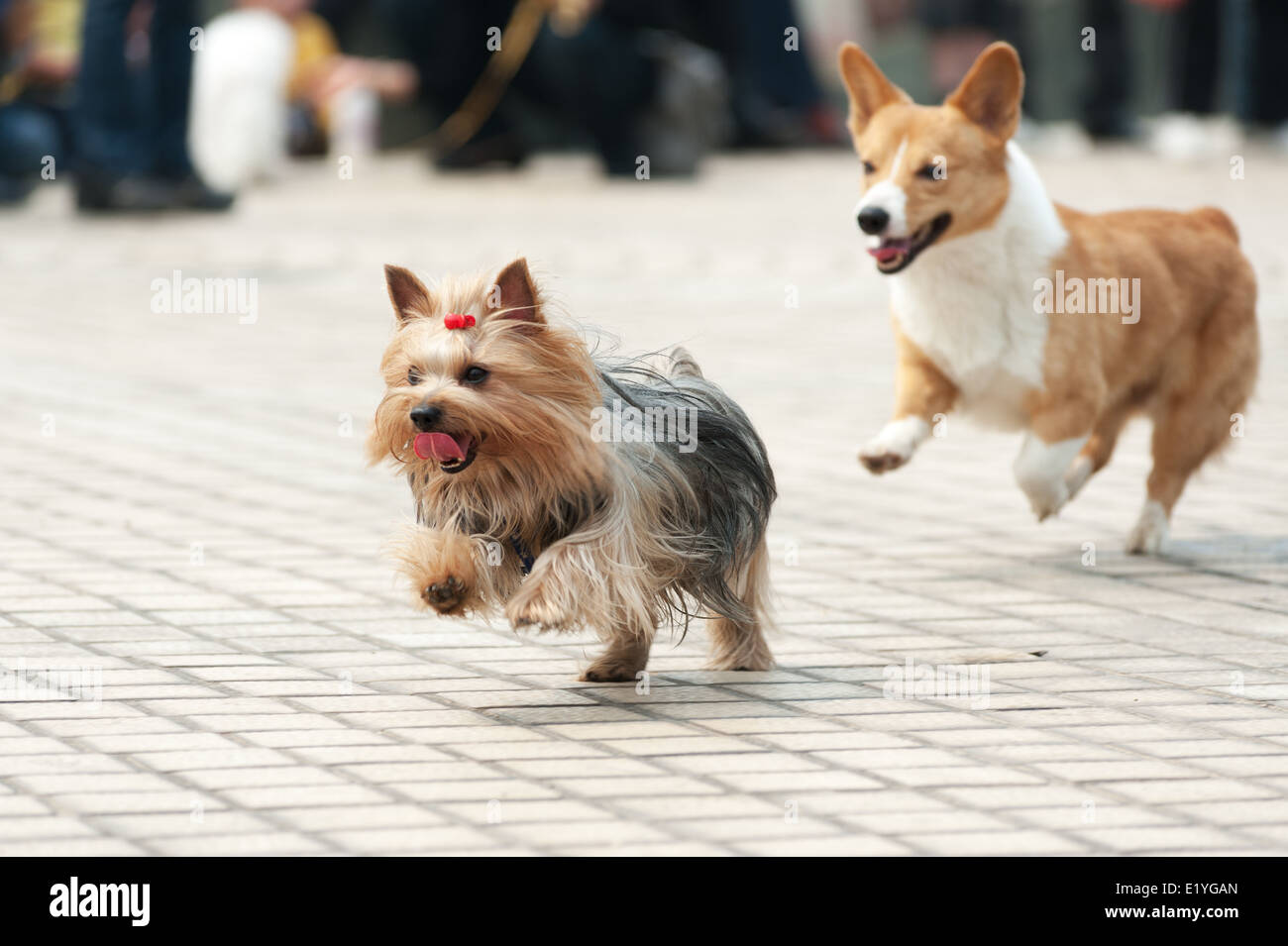Two poodle dogs running on the lawn Stock Photo - Alamy