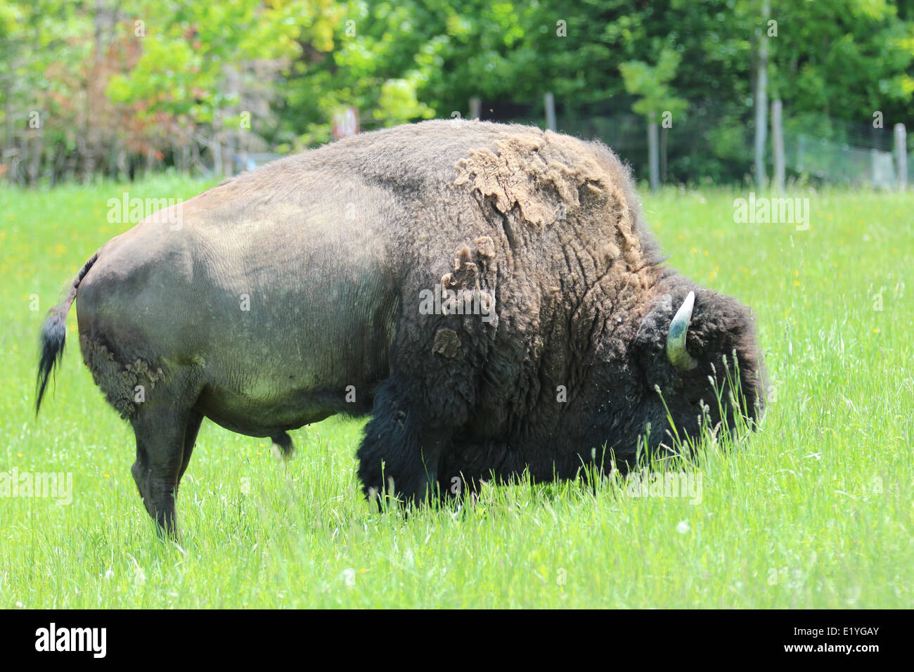 Bison eating grass profile Stock Photo Biology Diagrams