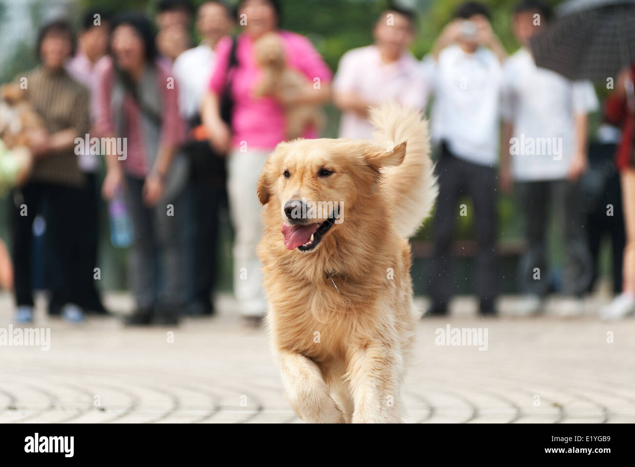 Golden retriever dog running on the ground Stock Photo