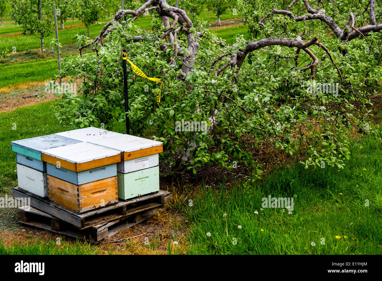 Beehive In The Orchard High Resolution Stock Photography and Images - Alamy