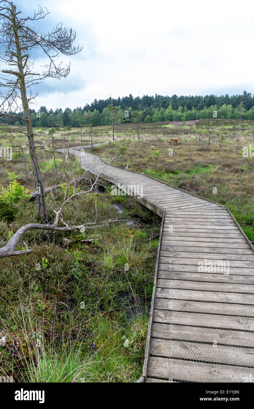 Wooden walkway across marsh land containing rare plant life. Stock Photo