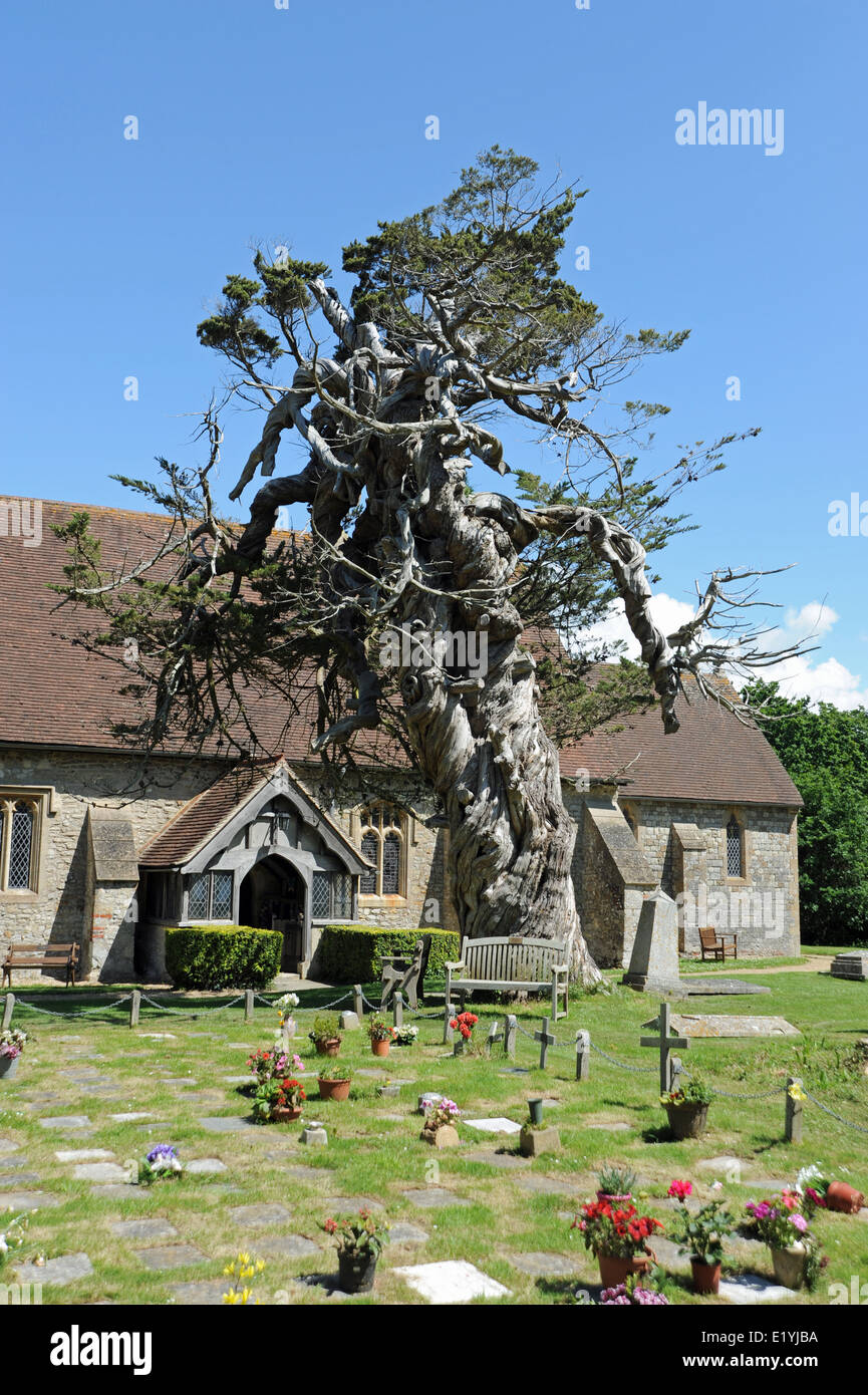 Birdham Church near Chichester West Sussex with a twisted cypress tree