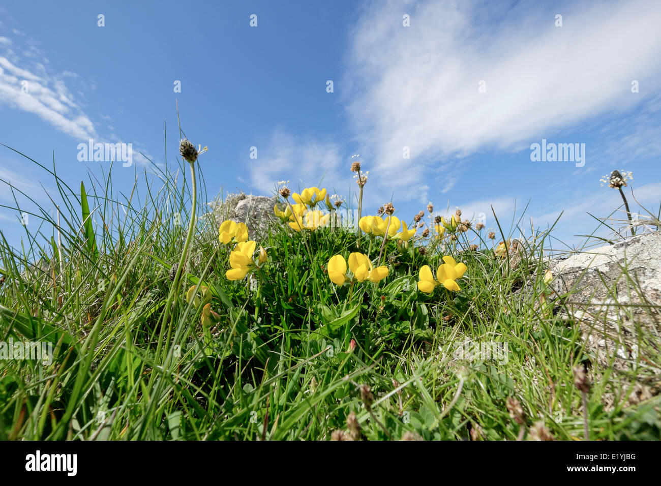 Low angle view of flowering Birdsfoot Trefoil (Lotus corniculatus) on grassland. North Uist Outer Hebrides Scotland UK Britain Stock Photo