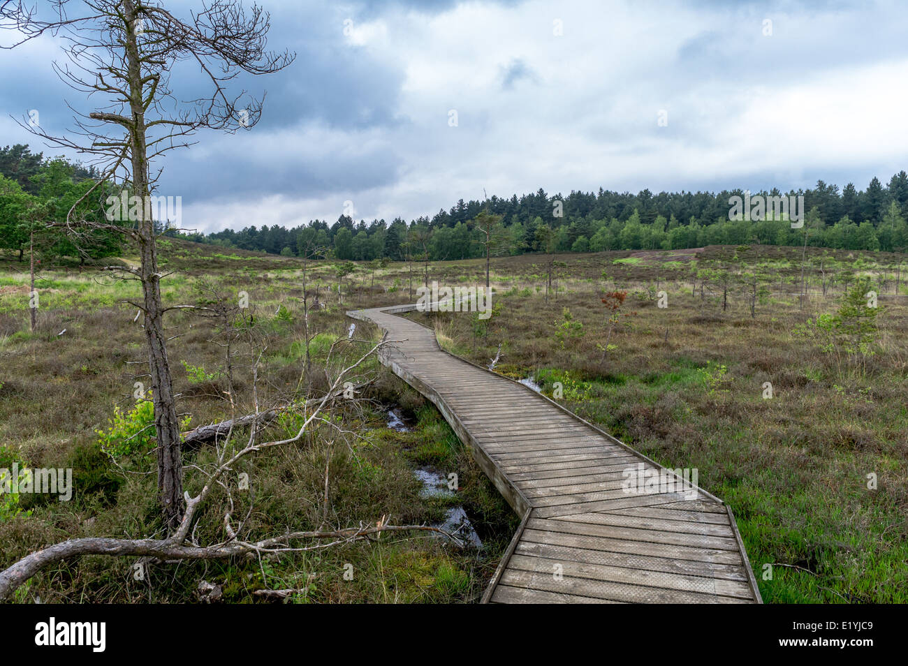Wooden walkway across marsh land containing rare plant life. Stock Photo
