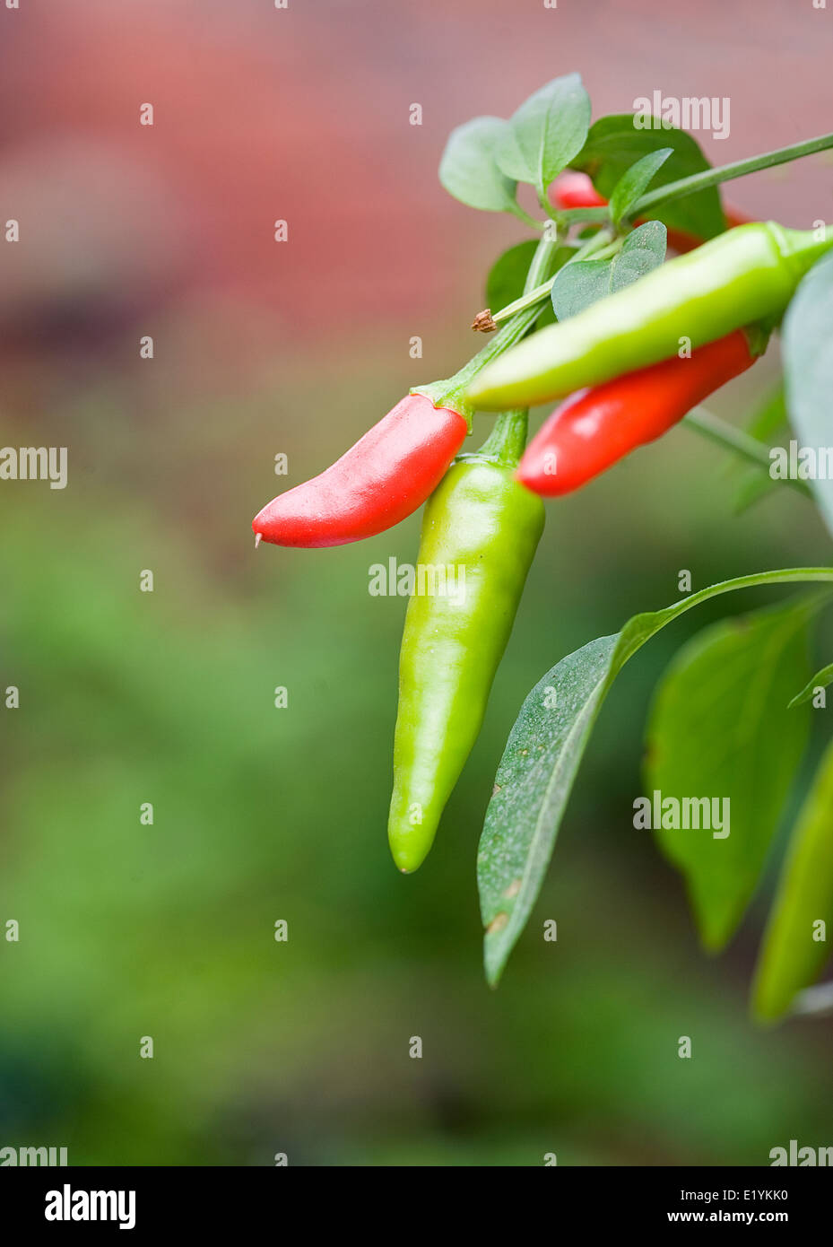 Red and green chili's on a chili plant Stock Photo - Alamy