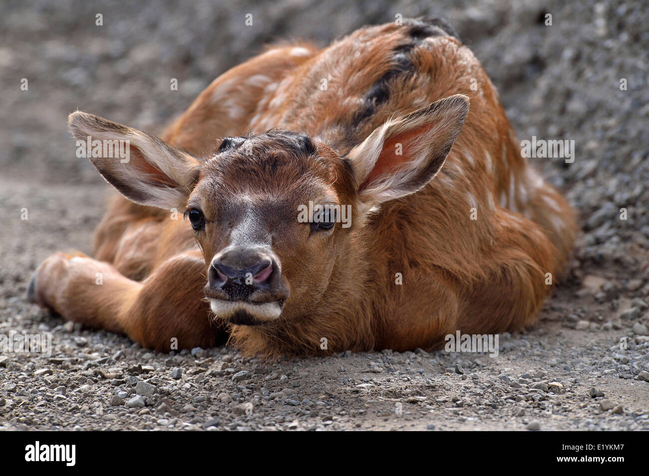 A close up image of a newborn elk calf laying down in a low position to hide Stock Photo