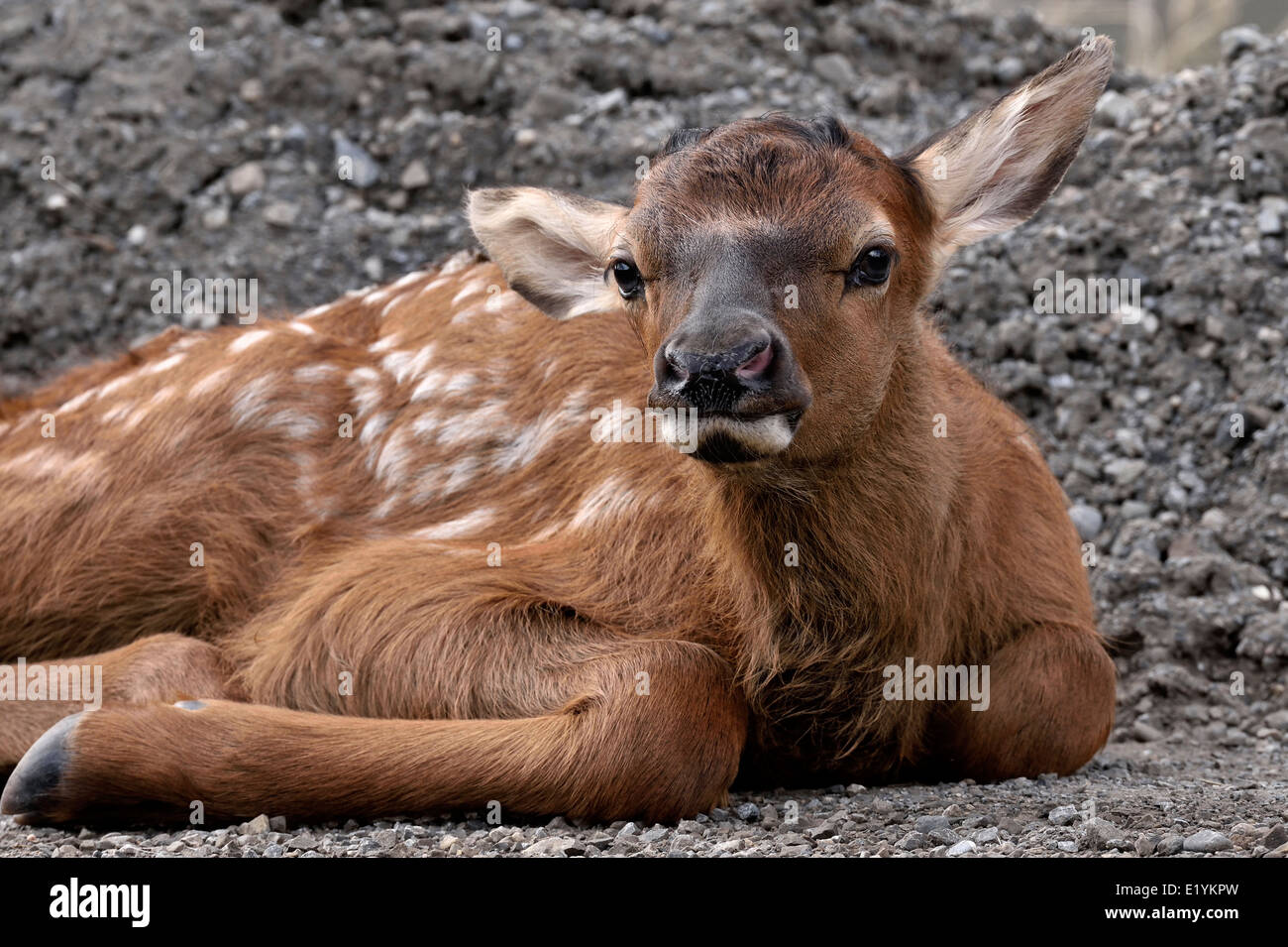 A newborn elk calf laying down on a graveled area Stock Photo