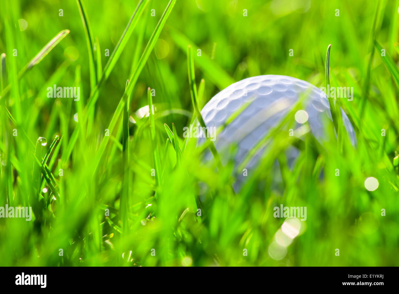White golf ball on green grass Stock Photo Alamy