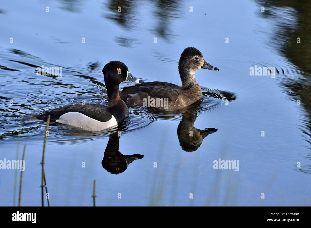 21 Species Of Ducks In Oklahoma (ID, Calls, Season Guide)