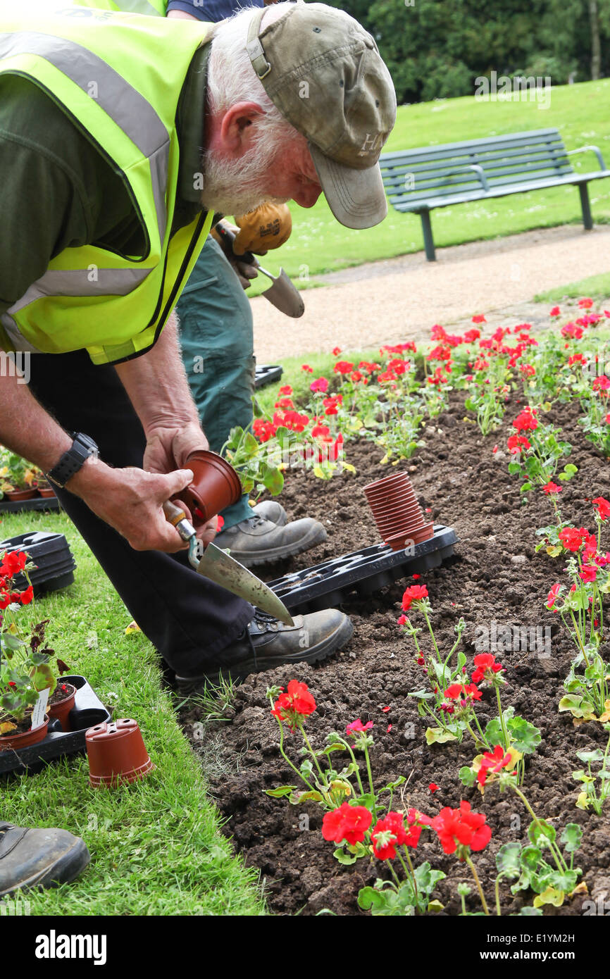 Garden workers planting out summer bedding plants in a municipal garden