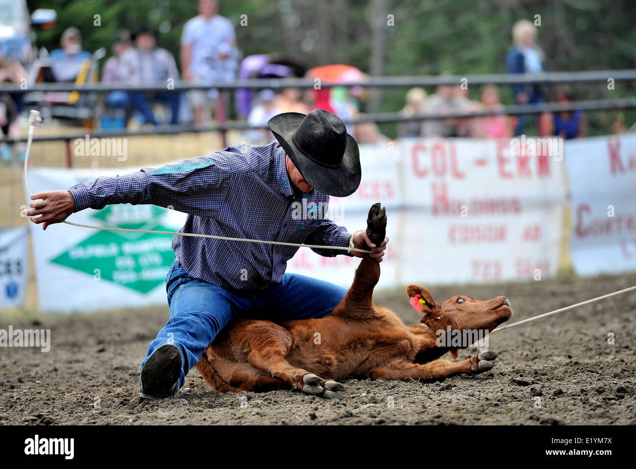 A cowboy competing in a tye down roping event at a rodeo in Alberta Canada. Stock Photo