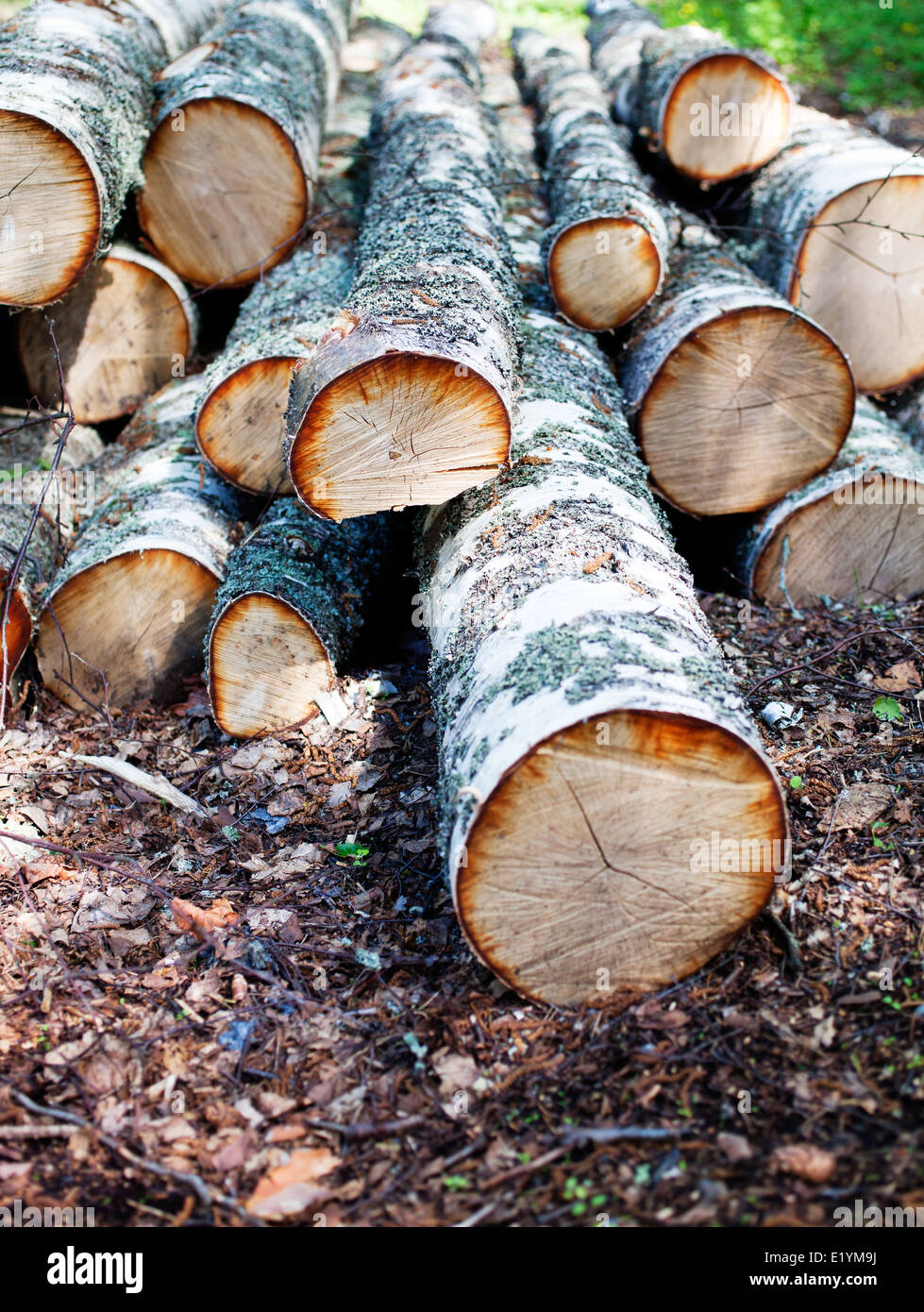 Branches of birch tree in piles Stock Photo Alamy