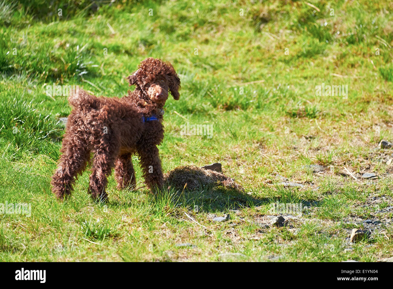 A young Miniature Poodle puppy outside and off the leash Stock Photo ...