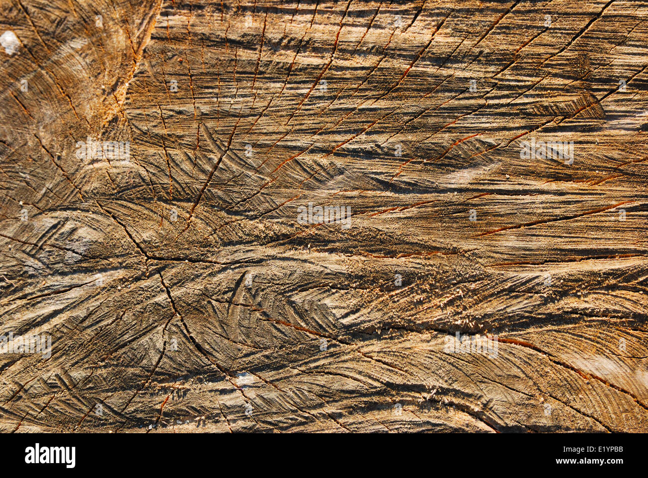 Background of a cross section of a tree trunk Stock Photo - Alamy