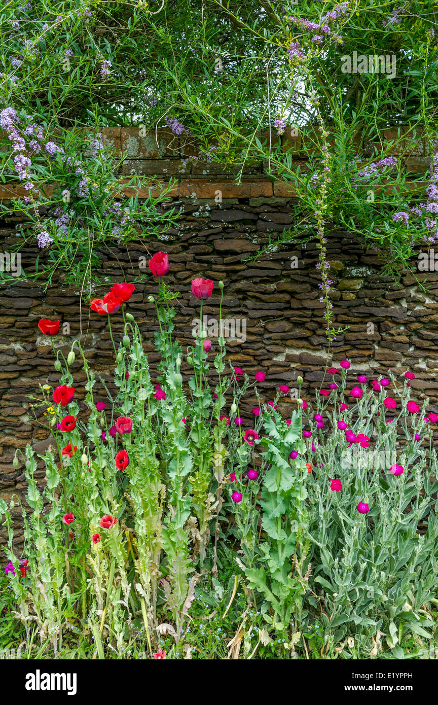 Stone wall flowers hi-res stock photography and images - Alamy