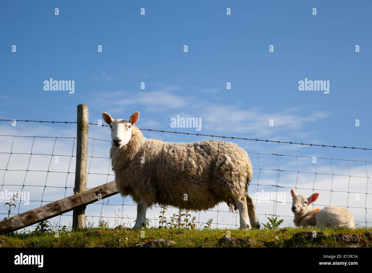 Sheep roaming free near Levisham in North Yorkshire. Stock Photo