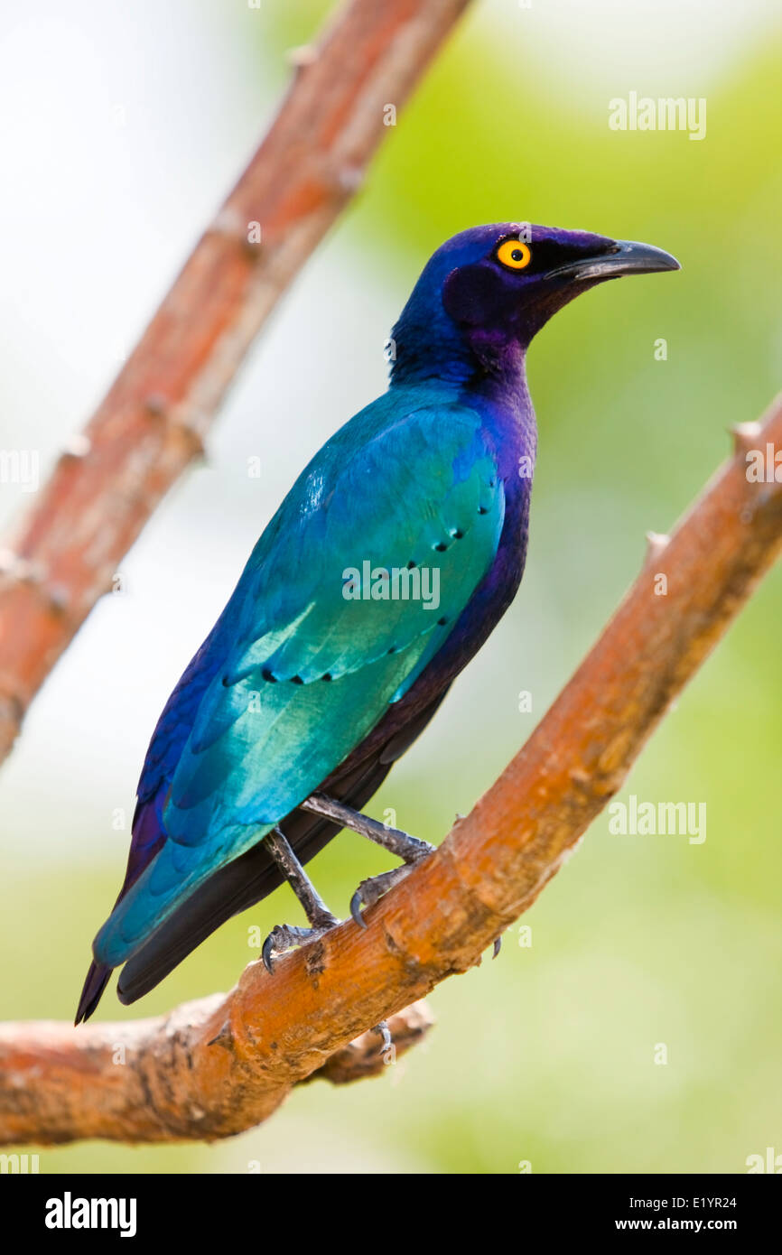 Cape starling, red-shouldered glossy-starling or Cape glossy starling (Lamprotornis nitens) Stock Photo
