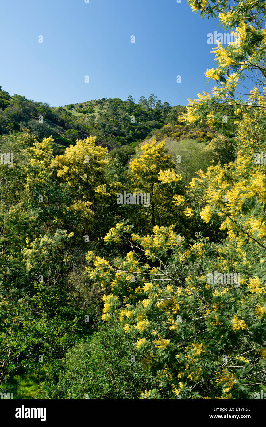 acacia mimosa trees in flower, Monchique, Algarve, Portugal Stock Photo