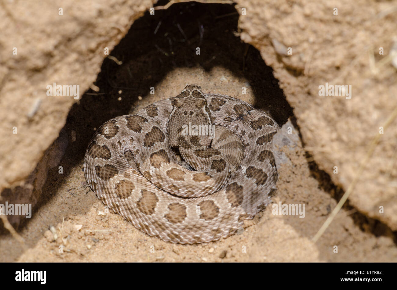 Prairie Rattlesnake, (Crotalus viridis), coiled at the mouth of a