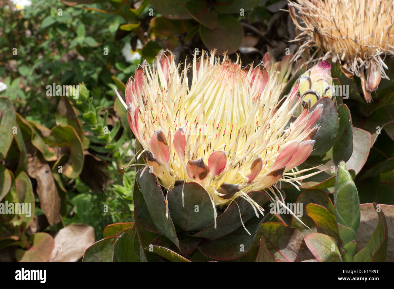 Protea caffra in Tresco Gardens, Isles of Scilly, UK -1 Stock Photo