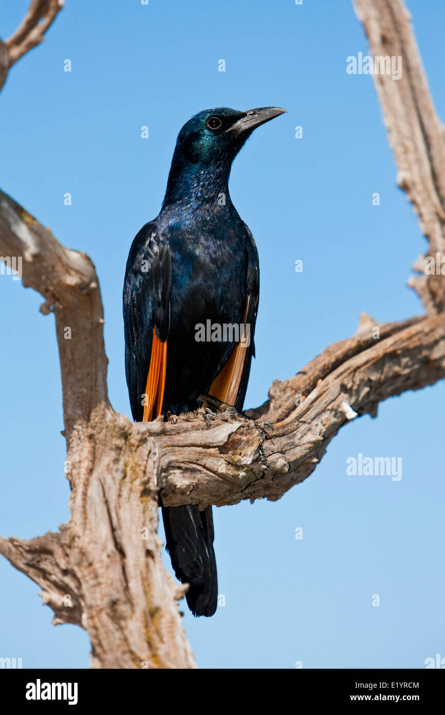 Cape starling, red-shouldered glossy-starling or Cape glossy starling (Lamprotornis nitens) Stock Photo