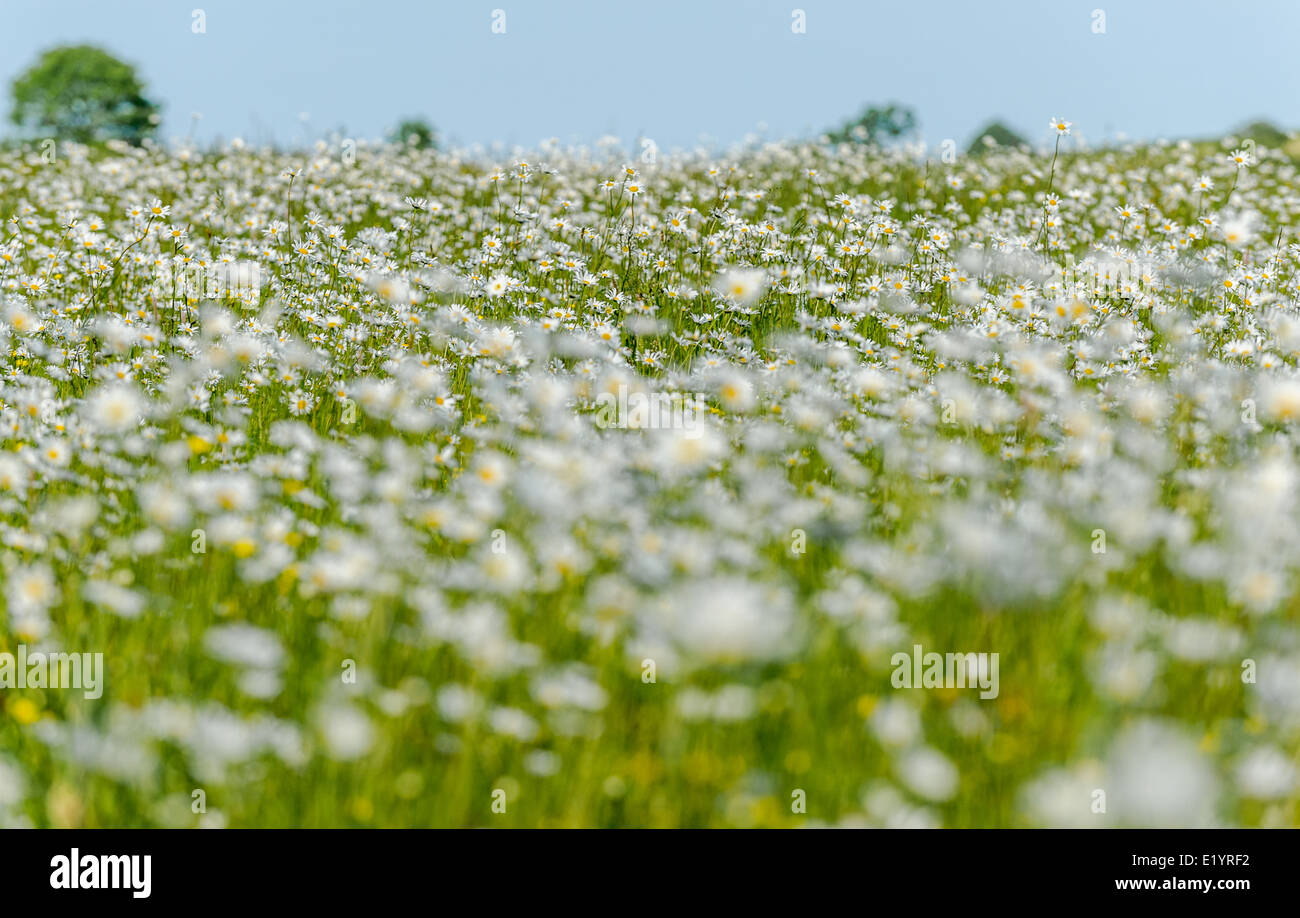 Field of white daisies Stock Photo