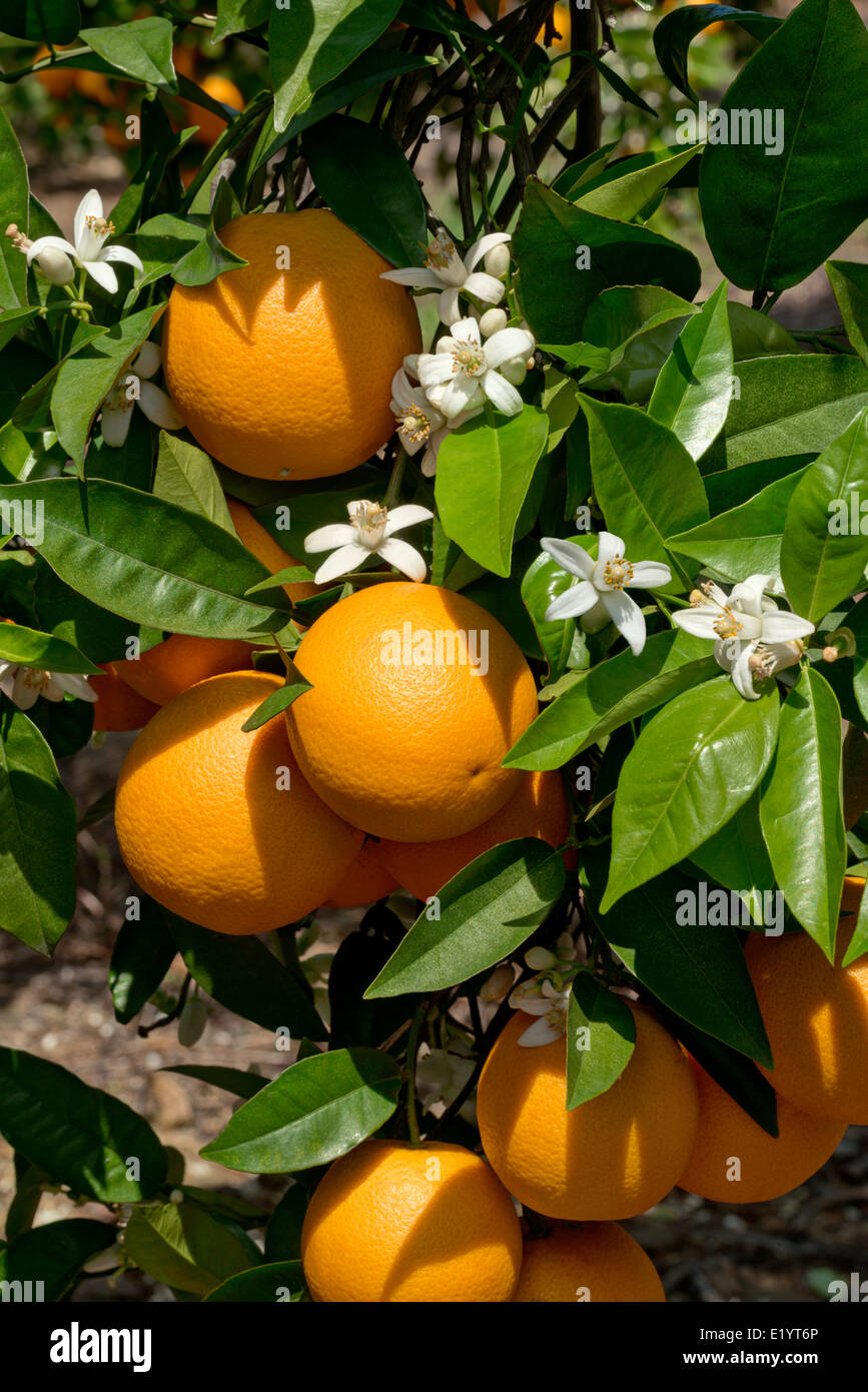 oranges and orange blossom Stock Photo Alamy