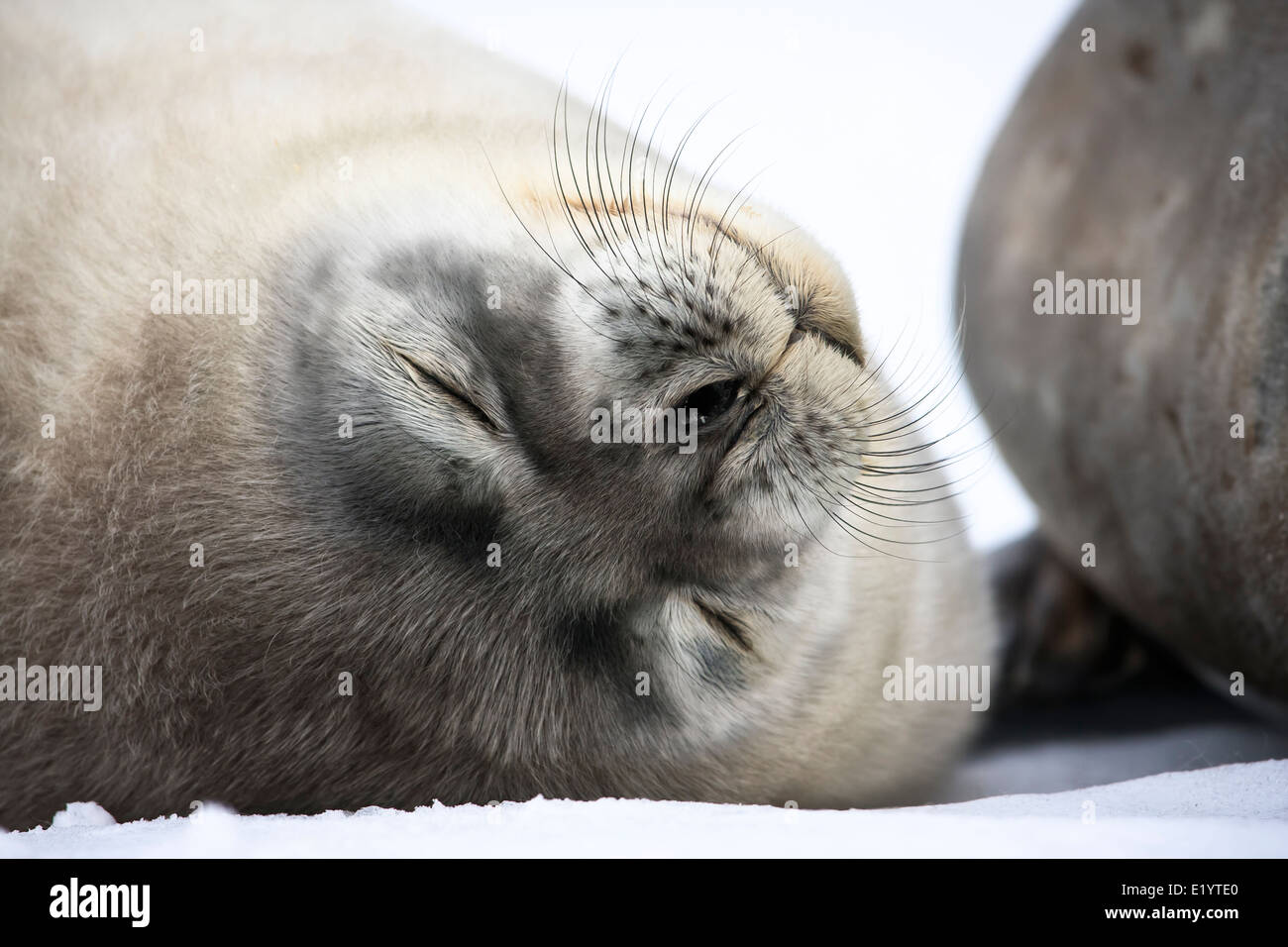Baby seal close to mom. Antarctica Stock Photo - Alamy
