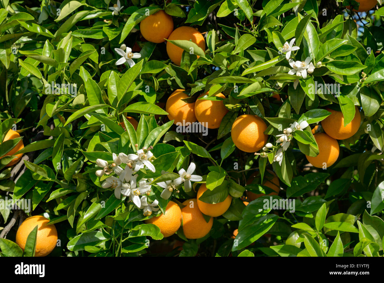 oranges and orange blossom Stock Photo Alamy