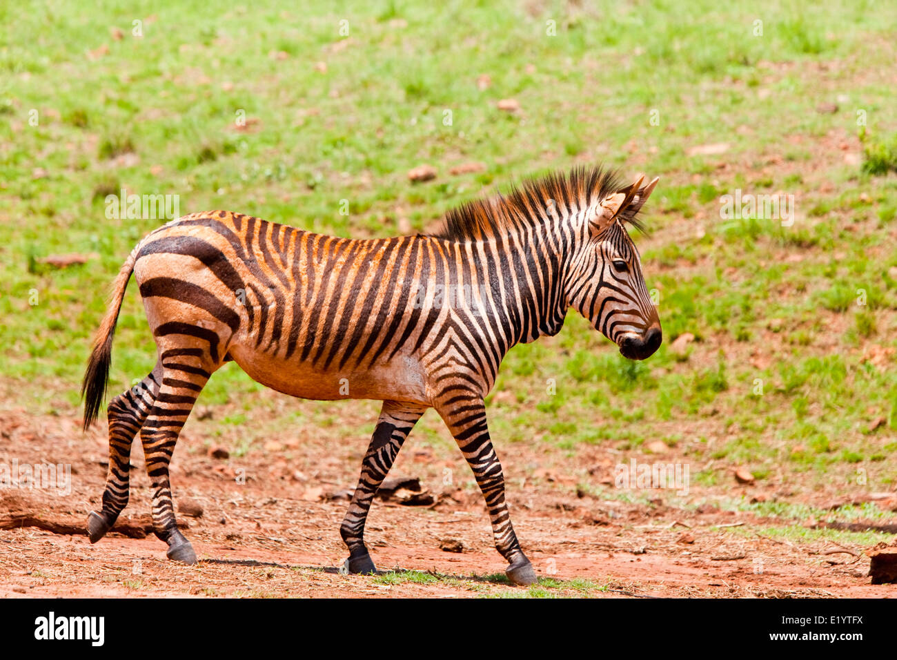 Mountain zebra (Equus zebra Stock Photo Alamy