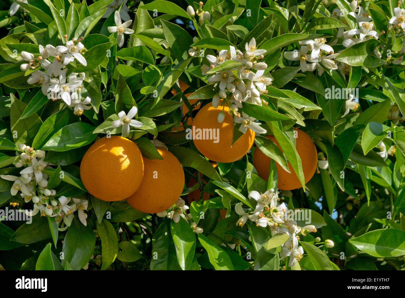 oranges and orange blossom Stock Photo