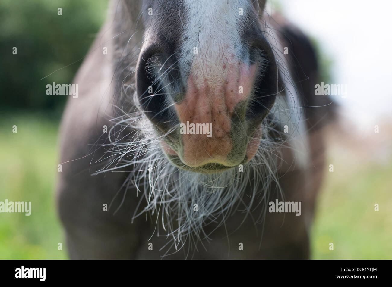 Young foal, close up of whiskers. Stock Photo