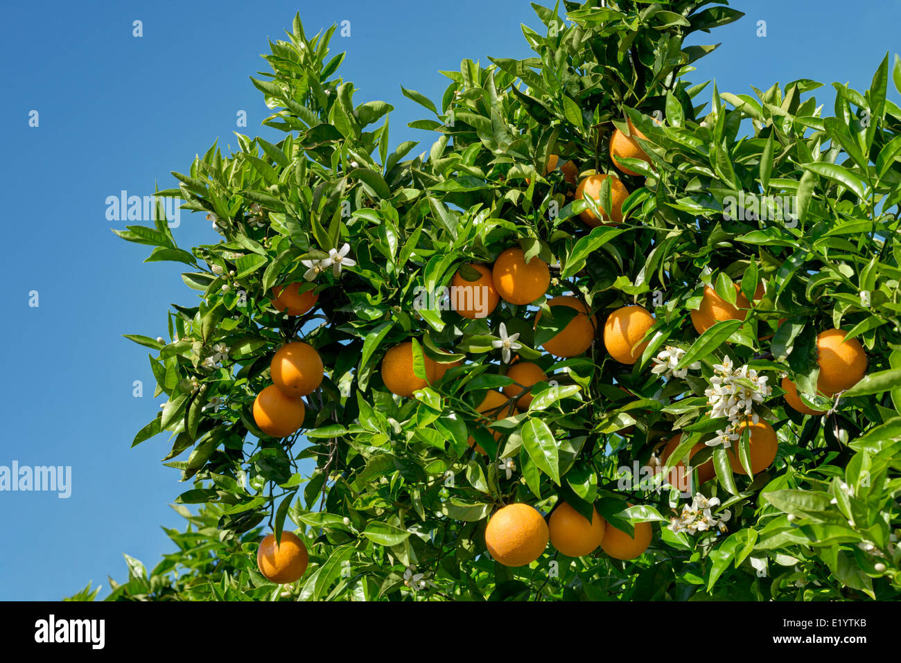 oranges and orange blossom on the tree Stock Photo