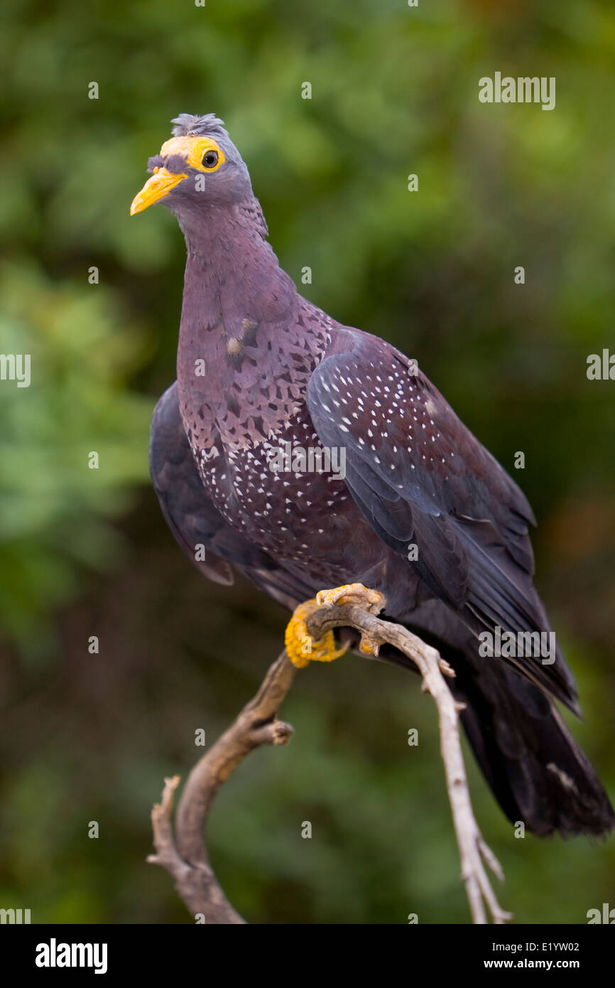 African olive pigeon or Rameron pigeon ( Columba arquatrix ) Stock Photo