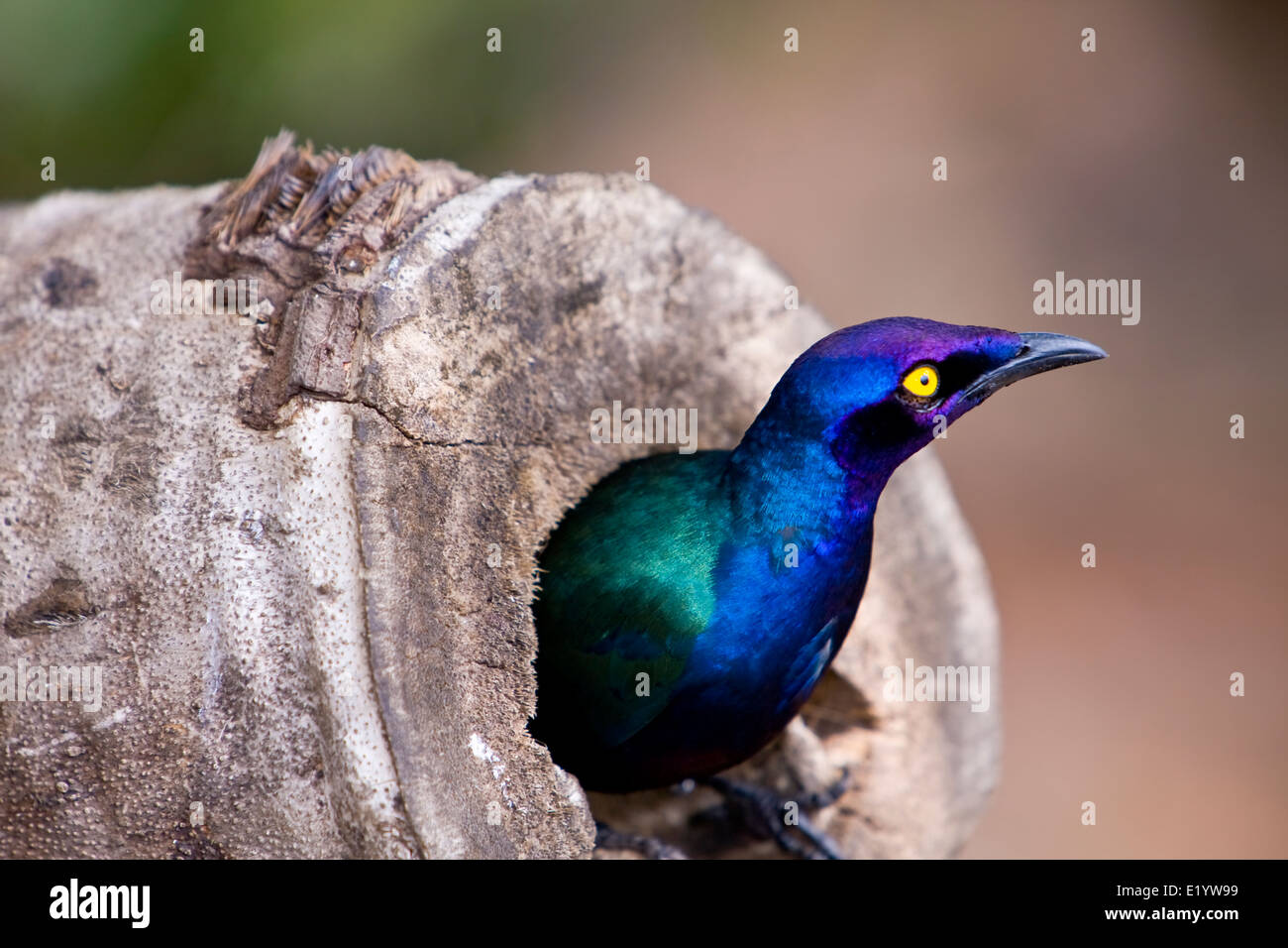 Cape starling, red-shouldered glossy-starling or Cape glossy starling ( Lamprotornis nitens ) Stock Photo