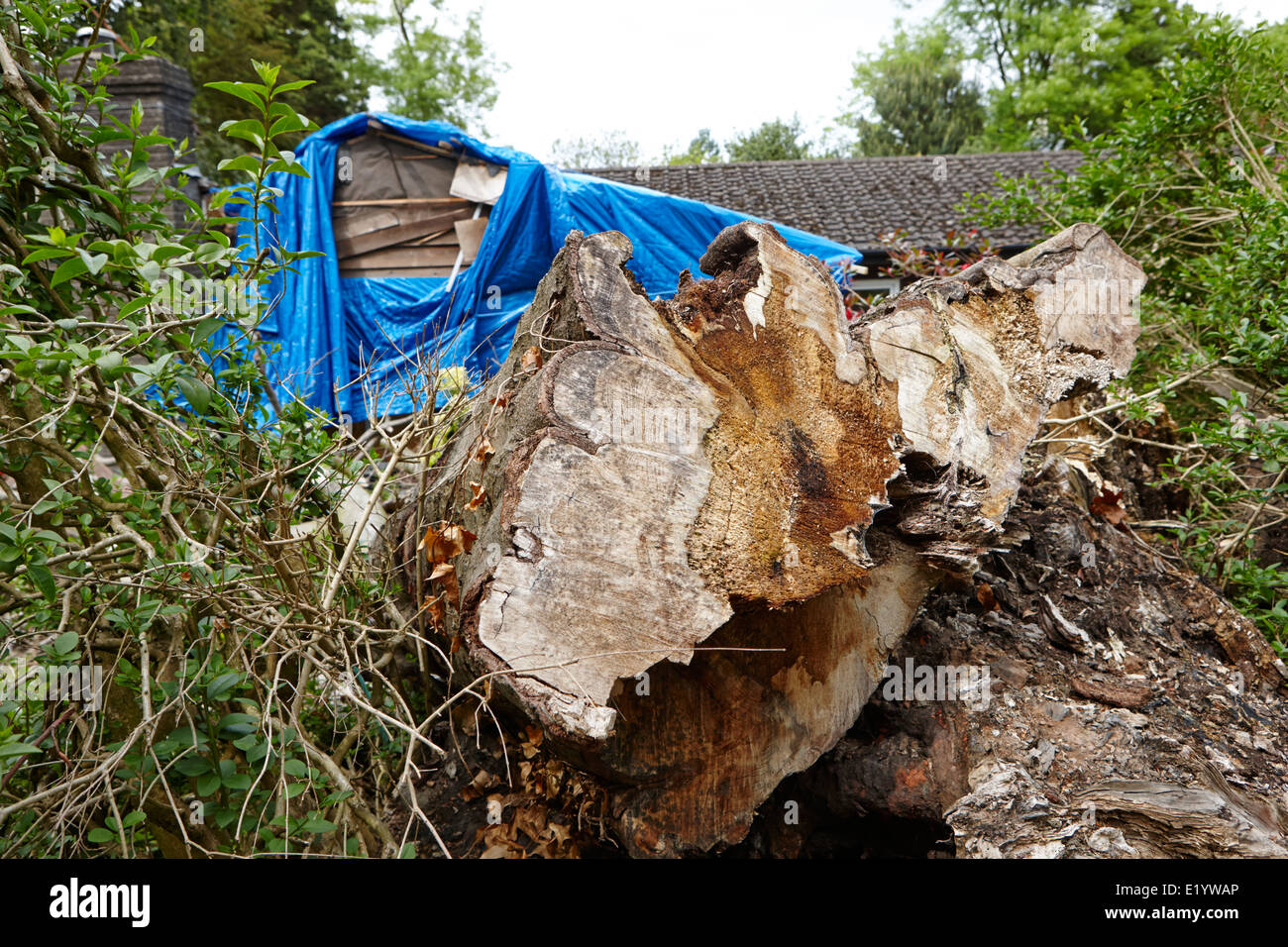 house damaged by large tree felled during storms bangor northern ireland Stock Photo