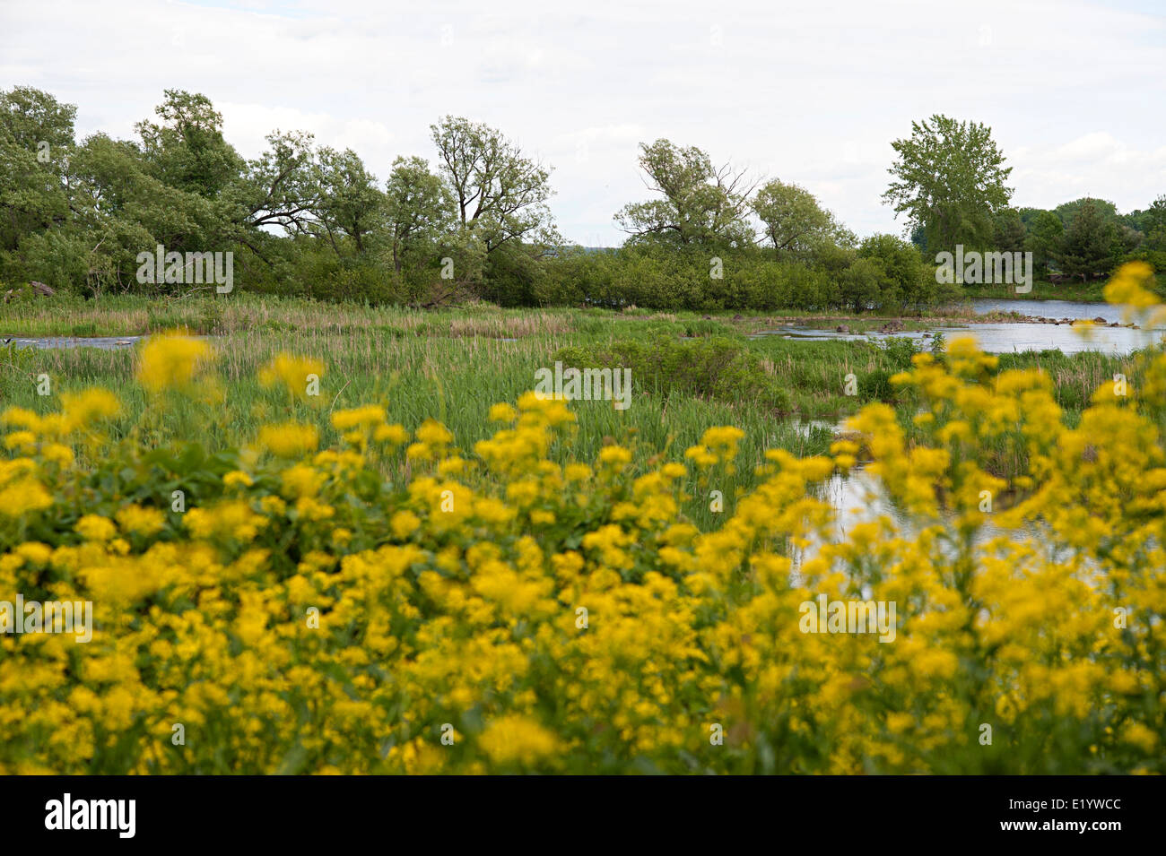 Lachine waterfront with large areas of bright yellow wild parsnip flowers. Montreal, Quebec, Canada. Stock Photo