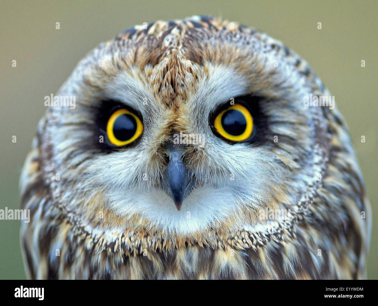 short eared owl face close up Stock Photo