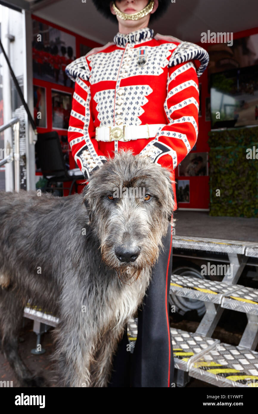 irish guard in ceremonial uniform with irish wolfhound mascot dog northern ireland Stock Photo