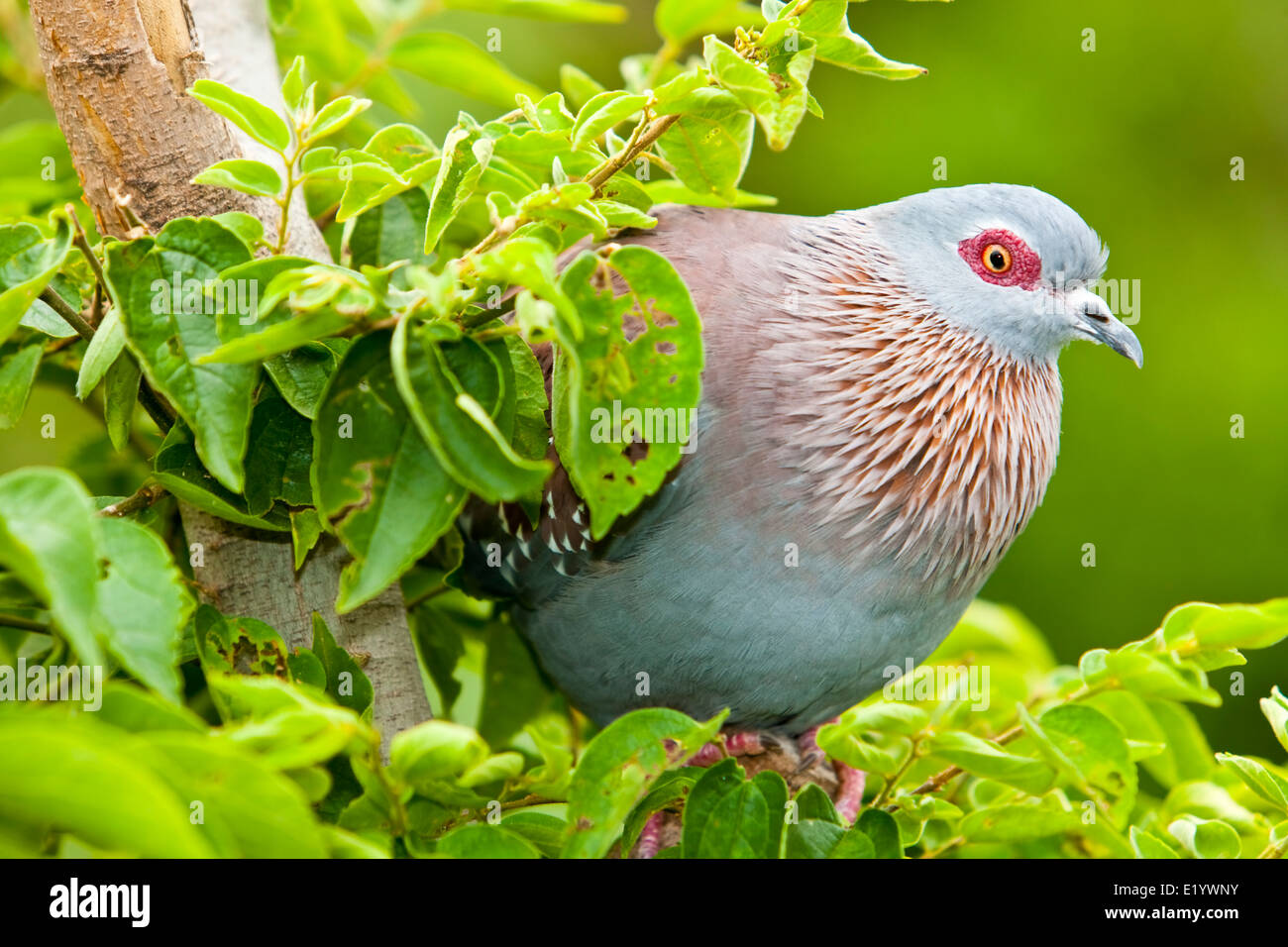 Speckled pigeon (Columba guinea) or (African) rock pigeon Stock Photo