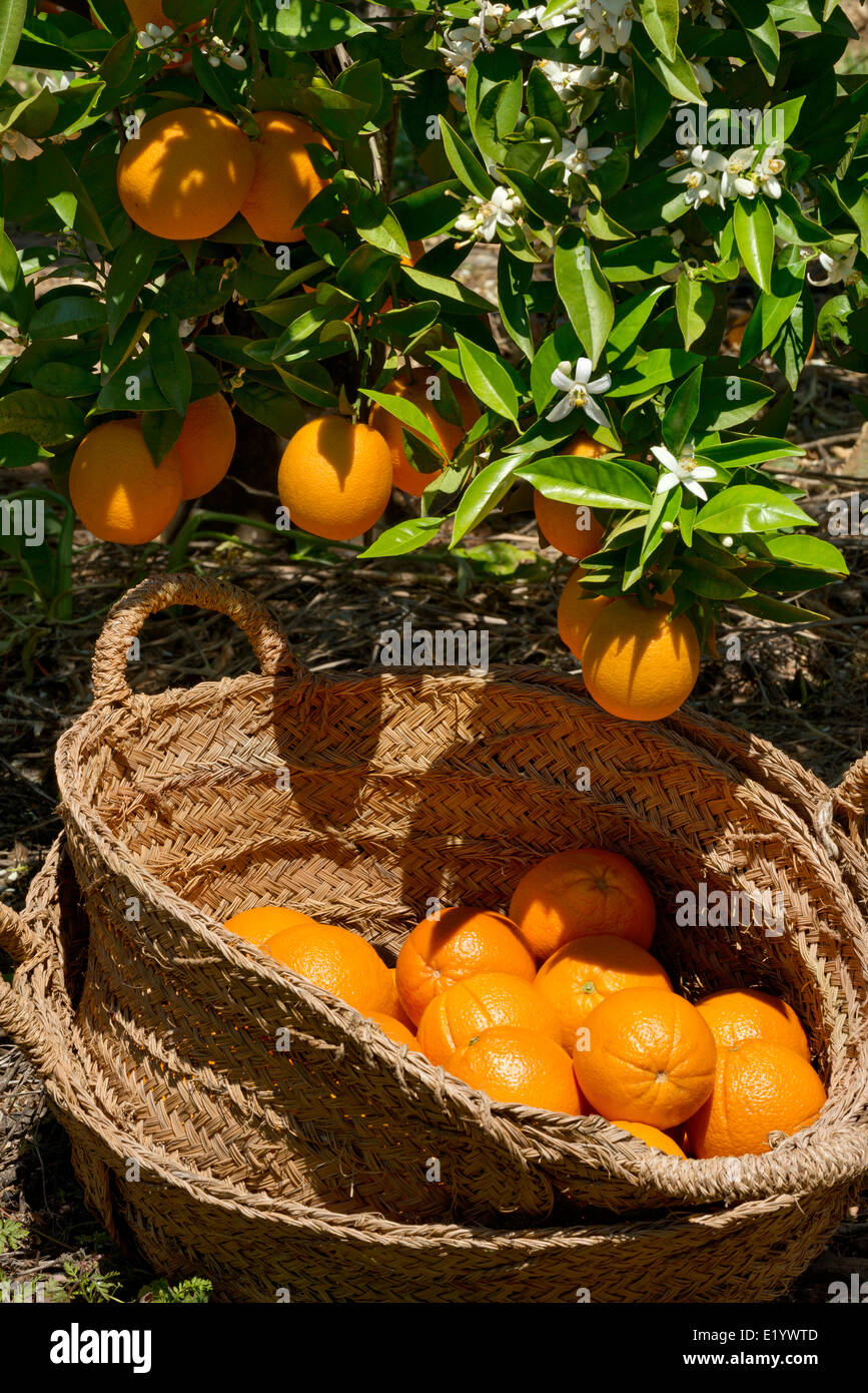 oranges and orange blossom Stock Photo