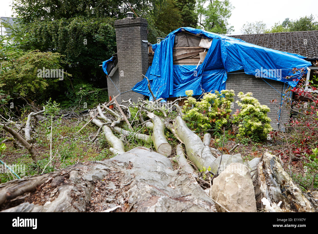 house damaged by large tree felled during storms bangor northern ireland Stock Photo