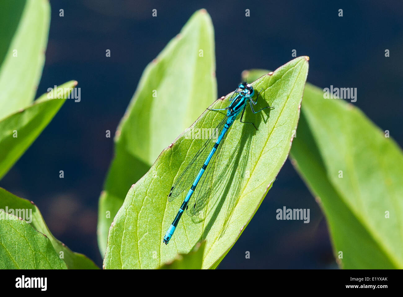 Blue Damselfly on a leaf Stock Photo - Alamy