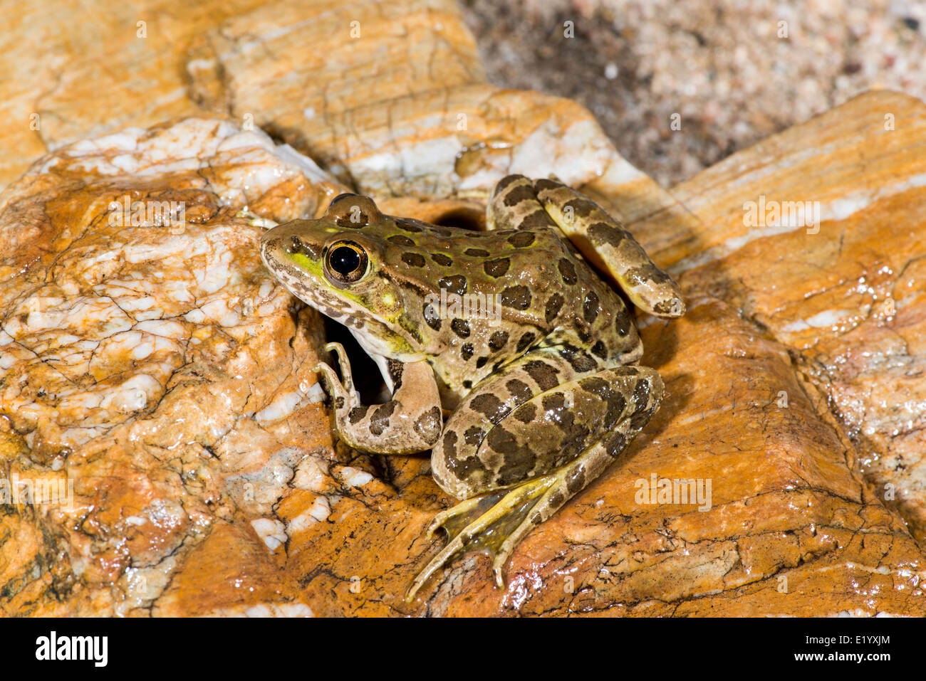 Lowland Leopard Frog Lithobates yavapaiensis Catalina, Pima County ...