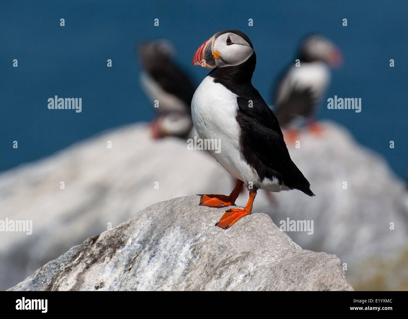 Atlantic puffin stands guard to protect its nest on Machias Seal Island in Maine. These seabirds are an endangered species. Stock Photo