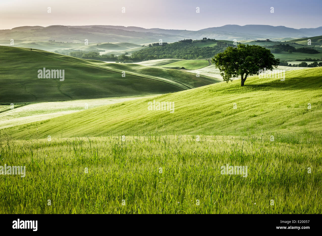 Sunrise over the green fields in Tuscany Stock Photo - Alamy