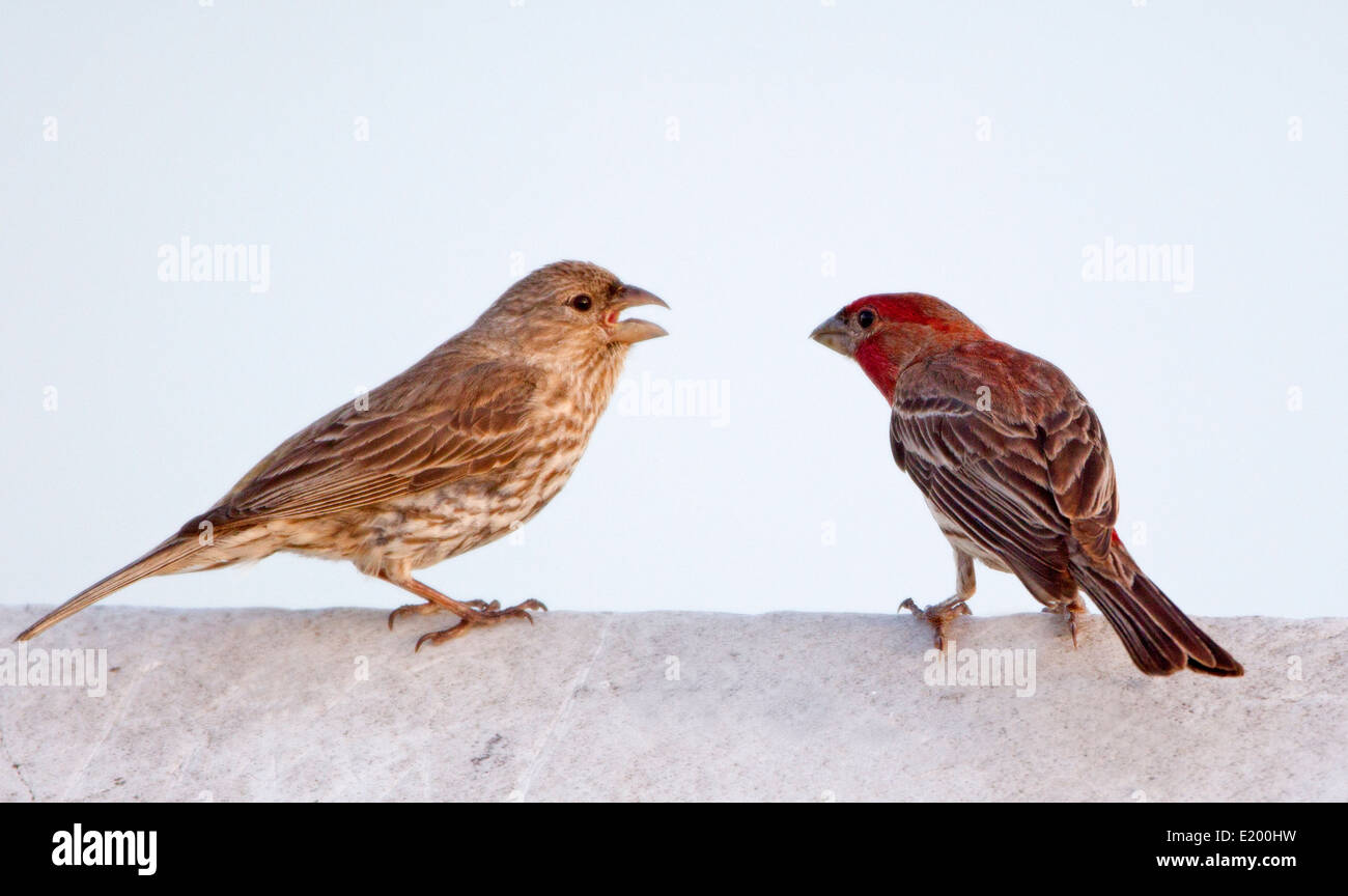 House Finch Pair Stock Photo - Alamy