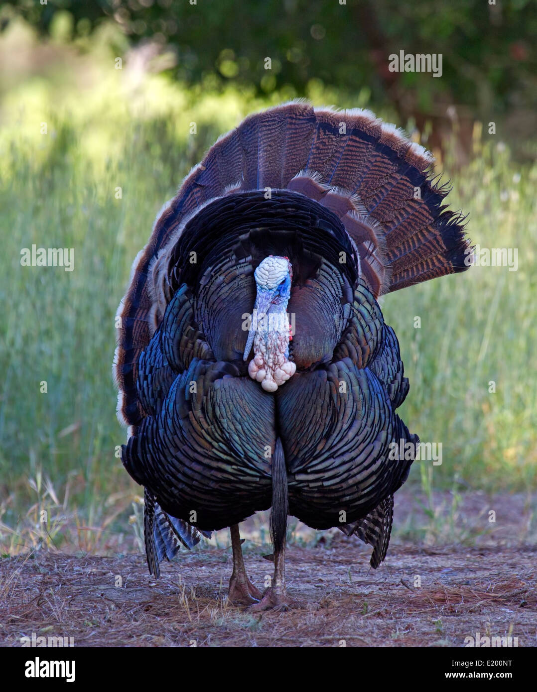 Tom Turkey in Breeding Plumage Stock Photo Alamy