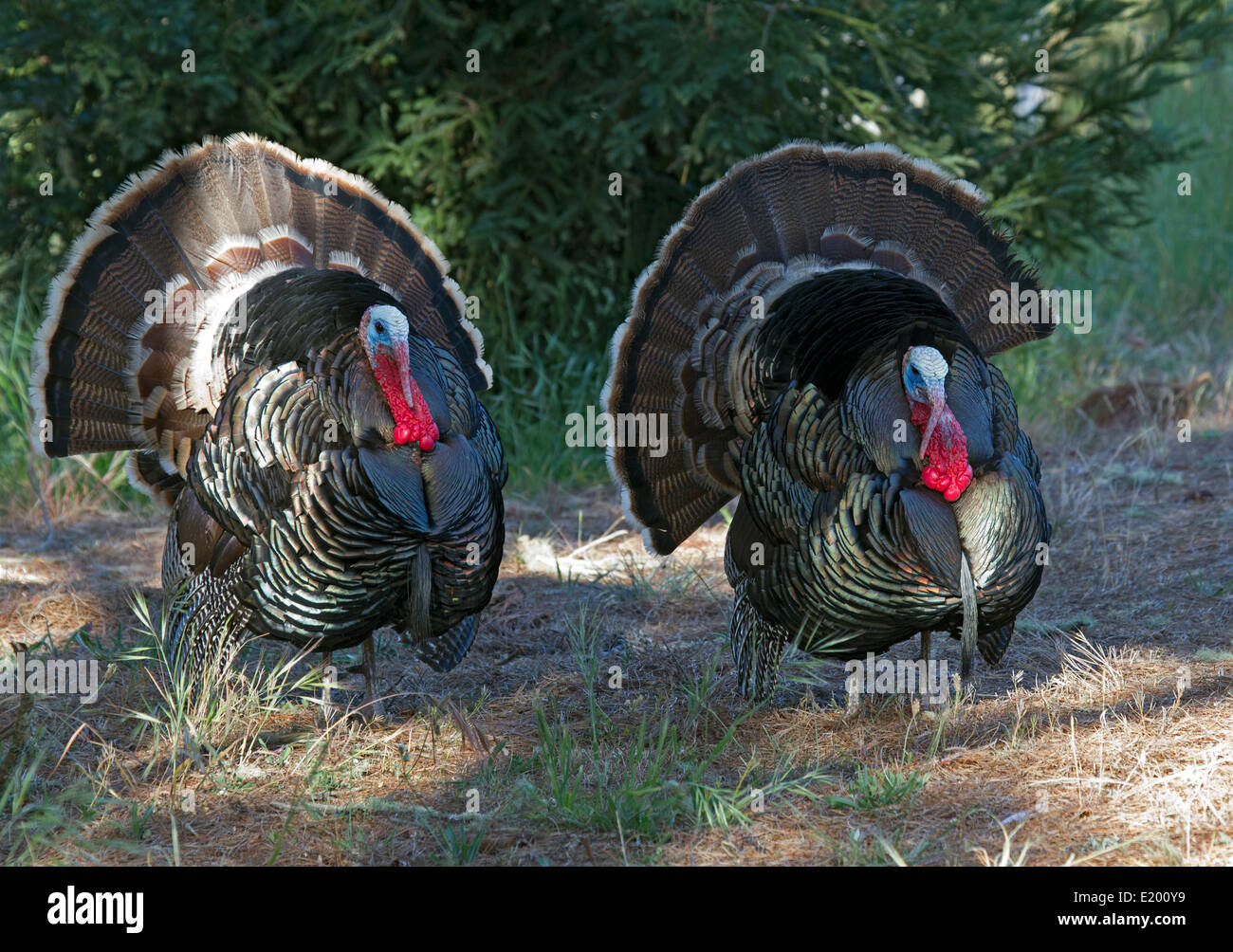 Tom Turkey Two Stock Photos & Tom Turkey Two Stock Images - Alamy